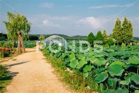 시흥 연꽃테마파크: 꿈과 현실이 교차하는 연꽃의 낙원